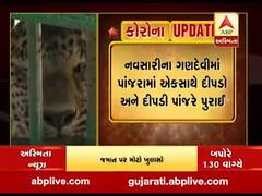 નવસારીઃ દીપડો-દીપડી પુરાયા પાંજરે, જુઓ વીડિયો