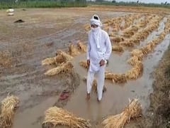 After Coronavirus, farmers suffer due to unseasonal rains