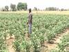 Madhya Pradesh: Farmers unable to sell produce amid lockdown