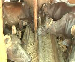 Lockdown | लॉकडाऊनचा मुंबई गायी, म्हशींच्या तबेल्यावर परिणाम; चारा, खुराक महागला