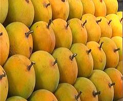 Mango Distribution | रत्नागिरीतून 5 हजार आंब्याच्या पेट्या रवाना, थेट शेतकरी ते ग्राहक साखळी योजना