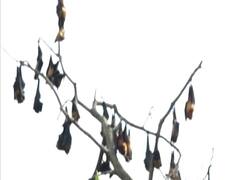 COVID 19: एक गांव जो चमगादड़ों का संरक्षण कर रहा है,जानिए क्यों