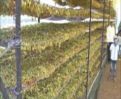 Maharashtra Lockdown | द्रक्षांती निर्यात थांबल्याने शेतकरी मोठ्या आर्थिक संकटात