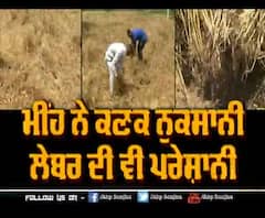 ਮੀਂਹ ਨੇ ਕਣਕ ਨੁਕਸਾਨੀ,ਲੇਬਰ ਦੀ ਵੀ ਪਰੇਸ਼ਾਨੀ