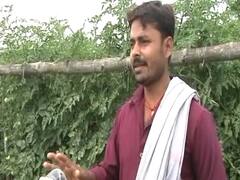 Excessive rain leads to crop failure in Bihar's Muzaffarpur