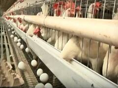 Poultry business comes to a halt after lockdown | Ghanti Bajao