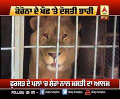 ਕੋਰੋਨਾ ਦੇ ਖ਼ੌਫ ਤੋਂ ਦੂਰ ਸ਼ੇਰਾਂ ਨਾਲ ਦੋਸਤੀ