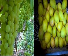 Special Report | लॉकडाऊन वाढल्याने आंबा आणि द्राक्षाचं मोठं नुकसान, बळीराजासमोर संकट | स्पेशल रिपोर्ट