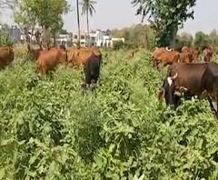 Nandurbar Corona Agriculture Effect | मोफत वांगी नेण्याचं आवाहन करूनही पिकं वाया, नंदुरबार जिल्ह्यातील शेतकऱ्यांचं लॉकडाऊनमुळे नुकसान