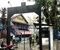 বাড়বে চাহিদা, আশায় দার্জিলিঙের সিঙ্কোনা বাগানের কর্তারা