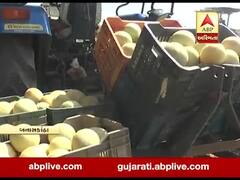 લોકડાઉનને કારણે બનાસકાંઠામાં સક્કરટેટીનો જથ્થો બજાર સુધી પહોંચાડવામાં મુશ્કેલી, જુઓ વીડિયો