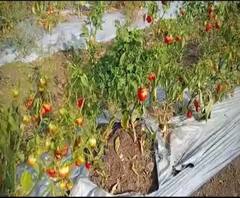 Fruits Farming Loss | बागेत या आणि 800 रुपयात फळं काढून न्या! फळं काढायला माणसं नसल्याने शेतकऱ्याची ऑफर