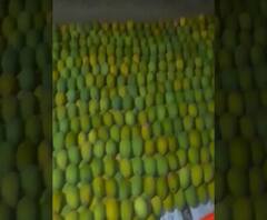 APMC Market Mango | 100 गाड्या भरून कोकणातून हापूस एपीएमसीत, खरेदी करायला कुणी नसल्याने बागायतदारांचं नुकसान