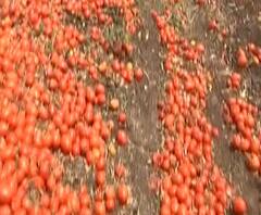 Osmanabad Farmer Loss | शेतकऱ्यांच्या मेहनतीचा लाल चिखल, टोमॅटो, मिरची शिवारातच सडली, शेतकऱ्यांचं नुकसान