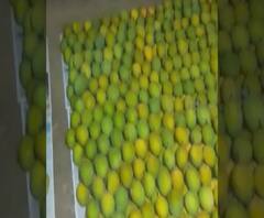 Coronavirus | पणन महामंडळाच्या प्रयत्नामुळे पाच कंटेनर हापूस सातासमुद्रापार