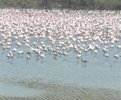 Navi Mumabi Flamingo | नवी मुंबईच्या खाडीवर फ्लेमिंगोंची गुलाबी चादर, मच्छिमारी बंद असल्याने स्वच्छंदी विहार!