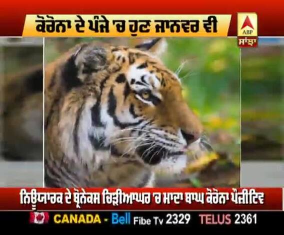 ਕਿਉਂ ਵਧਾਈ ਚਿੜੀਆਂ ਘਰਾਂ 'ਚ ਨਿਗਰਾਨੀ ?