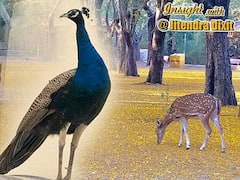 Coronavirus Lockdown के बीच Mumbai में कैसे खिलखिला रही है कुदरत | ABP Uncut 