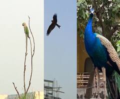 Special Report | कोरोनाचं लॉकडाऊन पक्ष्यांसाठी सूवर्णसंधी! माणसांना संचारबंदी, प्राणीपक्षांचा मुक्तसंचार | स्पेशल रिपोर्ट