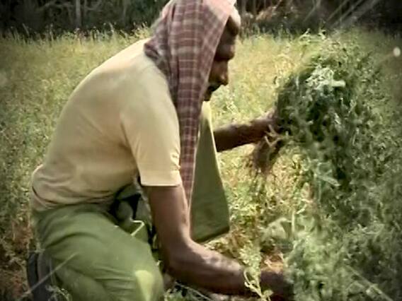 कोरोना से किसान का खेत बना 'कब्रगाह'! Ghanti Bajao Full 14.04.2020