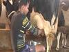 Story of Jharkhand dairy farmers suffering post Coronavirus outbreak