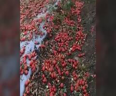 Coronavirus | कोरोनामुळे वावरातच 'लाल चिखल'; तुळजापुरच्या शेतकऱ्याचे 8 एकरवरील टोमॅटो सडले