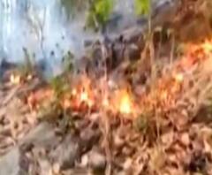 প্রায় ১২ ঘণ্টা ধরে জ্বলছে শুশুনিয়া পাহাড়, বহু জীবজন্তুর মৃত্যুর আশঙ্কা 