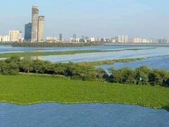 क्या दिल्ली में यमुना नदी का पानी नीला और साफ हो गया है? देखिए क्या है सच्चाई