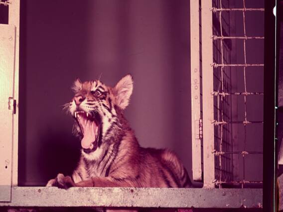 Tigress in America tests Coronavirus positive