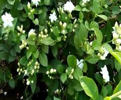 Palghar Mogara Flower Farming | लॉकडाऊनमुळे मोगरा उत्पादक शेतकऱ्यांवर मोगरा फेकण्याची वेळ, फूल बाजाराला कोरोनाचा फटका