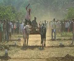 Curfew | सोलापुरातील सांगोल्यात संचारबंदीतही बैलगाडी शर्यत, आयोजकासह दहा जणांवर गुन्हा