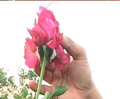 Rose Farming Loss | नाशिक जिल्ह्यातील गुलाबाच्या शेतीला कोरोनाचा फटका, प्रेमाचं प्रतिक शेतातंच गेलं सुकून, शेतकऱ्यांचं लाखोंचं नुकसान | स्पेशल रिपोर्ट