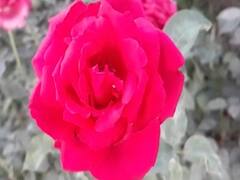 लॉकडाउन की वजह से फूलों की खेती करने वाले किसानों का भारी नुकसान | नमस्ते भारत (22.04.2020)