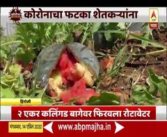 Hingoli Farmer Loss | पत्नीचे दागिने विकून पिकवलेल्या कलिंगडाच्या बागेचं नुकसान, 2 एकर कलिंगड बागेवर फिरवला रोटावेटर