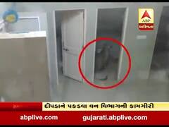 ગાંધીનગરઃ કોલવડાની આયુર્વેદિક હોસ્પિટલમાં ઘૂસ્યો દીપડો, જુઓ વીડિયો