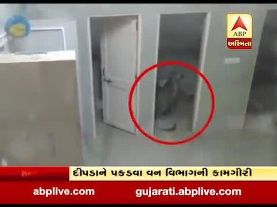 ગાંધીનગરઃ કોલવડાની આયુર્વેદિક હોસ્પિટલમાં ઘૂસ્યો દીપડો, જુઓ વીડિયો