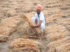 Untimely rain and hail ruin crops in various places
