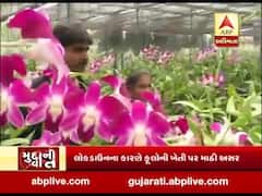 ગુજરાતમાં લોકડાઉને કારણે ફૂલોની ખેતી પર માઠી અસર, જુઓ નવસારીથી ખાસ અહેવાલ