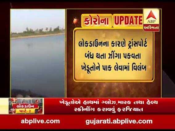 સુરત: લોકડાઉનના કારણે ઝીંગા પકવતા ખેડૂતોને પાક લેવામાં વિલંબ, જુઓ વીડિયો
