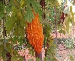 India Lockdown | कोरोनाचा फटका शेतकऱ्यांना; उभं पिक मातीत जाण्याची भीती | ABP Majha