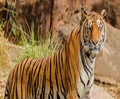 Tiger Infected By Corona | अमेरिकेत न्यूयॉर्कच्या प्राणीसंग्रहालयातील वाघीण कोरोना बाधित!