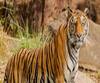Tiger Infected By Corona | अमेरिकेत न्यूयॉर्कच्या प्राणीसंग्रहालयातील वाघीण कोरोना बाधित!