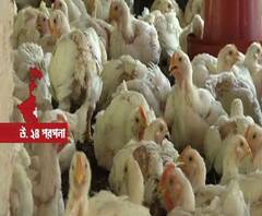 লকডাউনে পৌঁছচ্ছে না গাড়ি, লোকসানের মুখে হ্যাচারি, বাজারে মুরগির মাংসের সঙ্কট