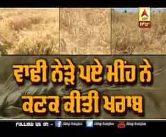 ਕਿਸਾਨ ਦੀ ਪੁੱਤਾਂ ਵਾੰਗੂ ਪਾਲੀ ਕਣਕ 'ਤੇ ਮੀਂਹ ਦੀ ਮਾਰ