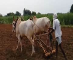 Coronavirus | लॉकडाऊन वाढण्याची शक्यता; मंत्रिमंडळ बैठकीत शेतीसंदर्भात विशेष रुपरेषा आखली जाणार