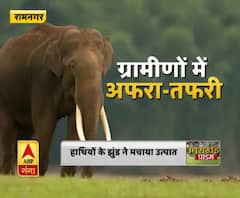 जंगली हाथियों के झुंड ने मचाया उत्पात