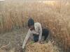 UP farmers unable to reap benefits of Krishak Bima Yojna amid lockdown