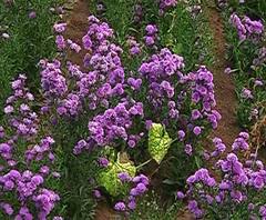 Flower Farming Loss | फुलशेतीवर ट्रॅक्टर फिरवण्याची वेळ, लॉकडाऊनमुळे एकरी दोन ते तीन लाखांचं नुकसान