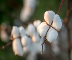 Cotton Selling | राज्यात 15 एप्रिलपासून कापूस खरेदी होणार, उपमुख्यमंत्री अजित पवारांच्या बैठकीत कापूस खरेदीच्या सूचना