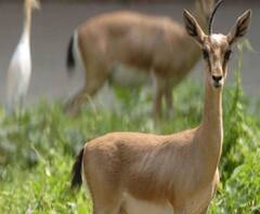 লকডাউনের জেরে বাড়ছে চোরাশিকারিদের দৌরাত্ম্য